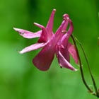 columbine